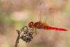 147115 – Photo : Cochet Alain – France (40)