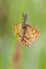 147213 – Photo : Patrick Nourdin – France (22)