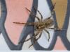 Zoropsis spinimana