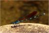 Argia croceipennis