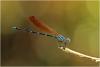 Argia croceipennis