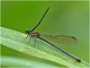 Argia modesta