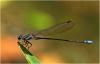Argia modesta