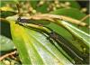 Argia modesta