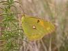 147724 – Photo : Petit Vincent – Croatie
