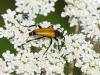 Stictoleptura fulva