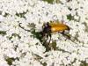 Stictoleptura fulva
