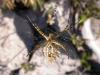147726 – Photo : Petit Vincent – Croatie