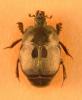 Hypocaccus pelleti
