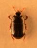 Paromalus luderti