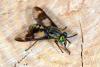 147611 – Photo : Michel Ehrhardt – France (68)