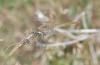 Sympetrum meridionale