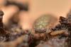 147402 – Photo : P. Baud – France (31)