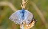 147418 – Photo : Andgelo Mombert – France (38)