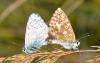 147419 – Photo : Andgelo Mombert – France (38)