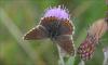 147681 – Photo : Andgelo Mombert – France (38)