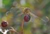 147691 – Photo : Thierry Wattez – France (79)