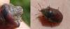 Eurygaster sp.