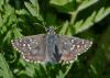 147562 – Photo : Pierre SENGEZ – France (04)