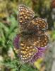 147582 – Photo : Axel Dehalleux – France (05)
