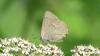147121 – Photo : annick potier – France (72)