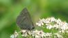147104 – Photo : annick potier – France (72)