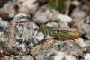 147695 – Photo : Duborget Robin – France (20)