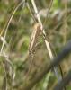 147961 – Photo : Axel Dehalleux – France (77)