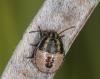 147922 – Photo : patrick derennes – France (77)