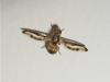 147945 – Photo : The Ghost Nightjar – France (56)