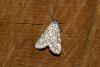 147239 – Photo : Michel Ehrhardt – France (68)