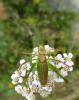 147568 – Photo : domanne – France (11)