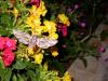 147651 – Photo : Petit Vincent – Croatie