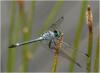 147577 – Photo : Benoit Guillon – Brésil