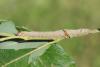 147133 – Photo : Insectesidf – France (61)
