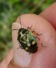 147571 – Photo : domanne – France (11)