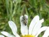 147780 – Photo : Mickaël Villemagne – France (42)
