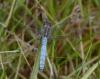 147020 – Photo : Jean-Pierre Viallard – France (28)