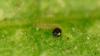 147103 – Photo : Nicolas Baudet – France (77)