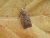 147741 – Photo : Dominique THAUVIN – France (45)
