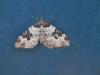 147864 – Photo : Dominique THAUVIN – France (45)