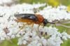 147976 – Photo : Patrick Le Mao – France (35)