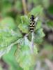 147412 – Photo : Jose HENRY – France (78)