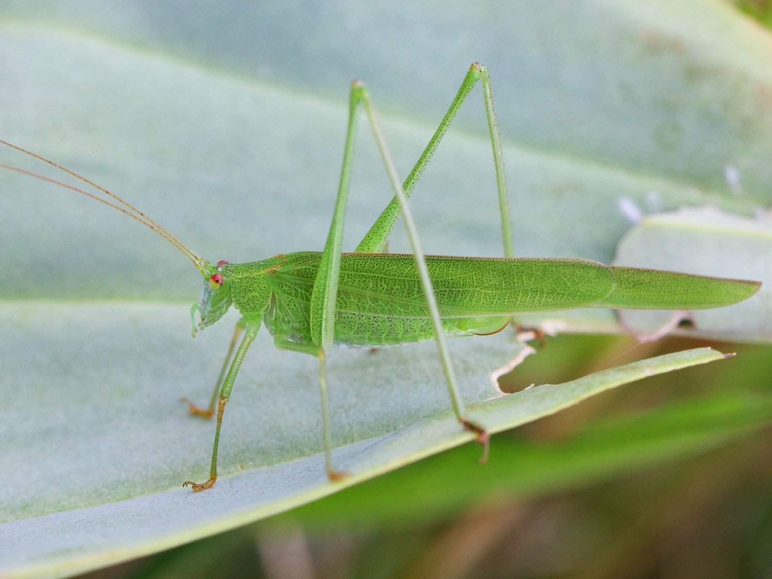 Jean-François Campion - Phaneroptera falcata - réf. 147323 (1500 x 1126 pixels, 173 ko)