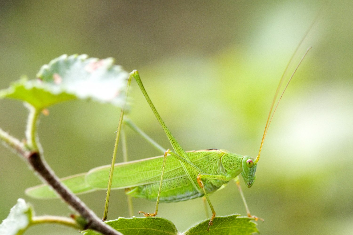 Michel Renou - Phaneroptera falcata - réf. 147411 (1500 x 998 pixels, 209 ko)