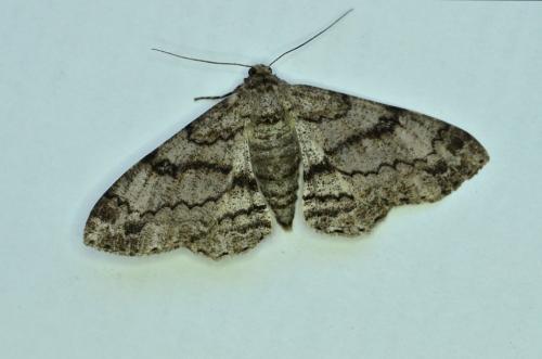 Réf. 148 004 : Ascotis selenaria