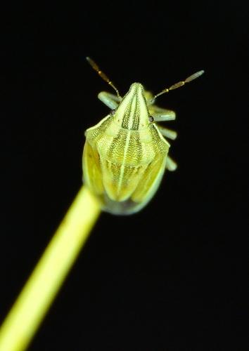 Aelia acuminata
