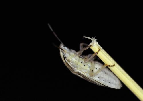 Aelia acuminata