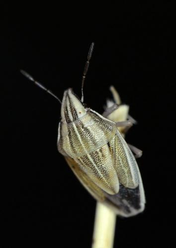 Réf. 148 008 : Aelia acuminata