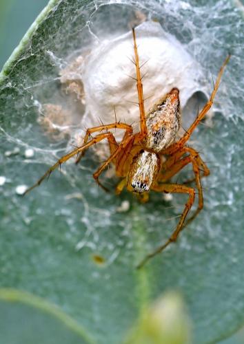 Réf. 148 002 : Oxyopes lineatus